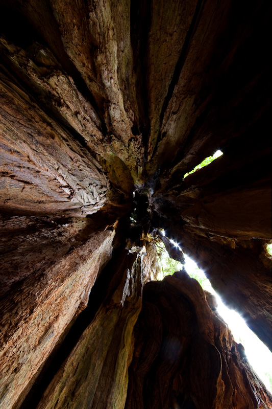 Hollow Core Of Big Cedar